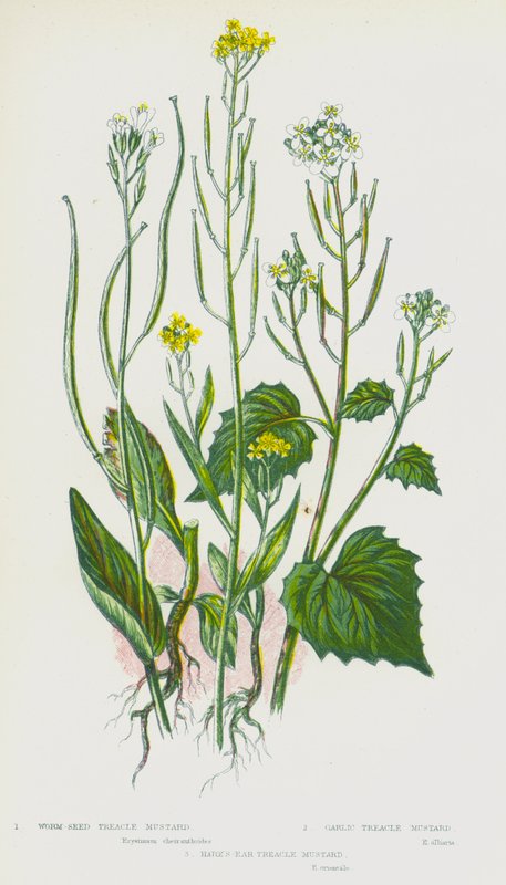 Bloeiende Planten van Groot-Brittannië: Wormzaad Treacle Mosterd, Knoflook Treacle Mosterd, Haasoor Treacle Mosterd door English School