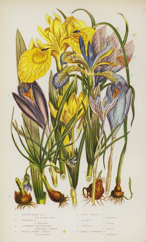 Bloeiende Planten van Groot-Brittannië: Gele Water Iris, Stinkende Iris, Columnas Trichonema, Paarse Lente Krokus, Kleinste Lente Krokus, Gouden Krokus, Saffraan Krokus, Naaktbloeiende Krokus door English School