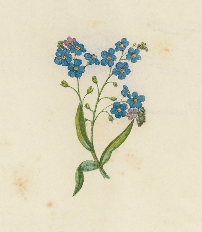 Vergeet-mij-nietje, Myosotis Palustris door English School