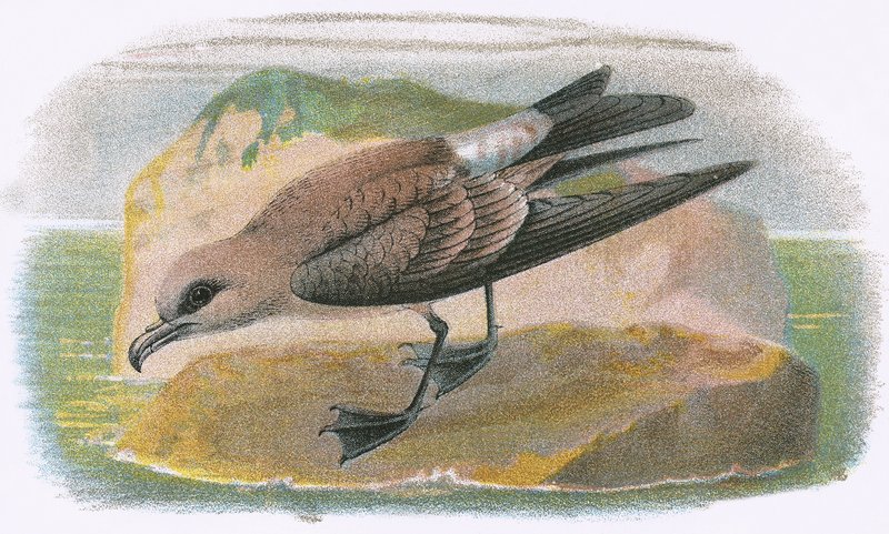 Vorkstaartstormvogel door English School