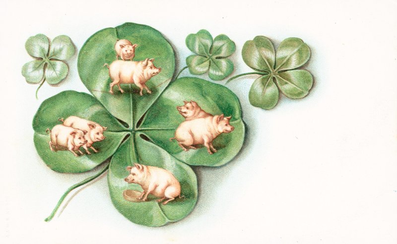 Klaverblad met varkens op elk blad door English School