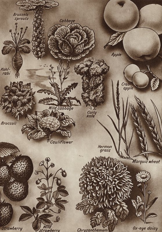 Fruit, groenten en bloemen en de wilde variëteiten waaruit ze zijn gekweekt door English School