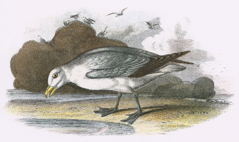 Noordse stormvogel door English School