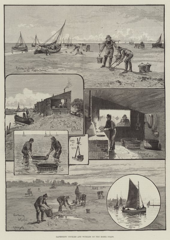 Kokkels en alikruiken verzamelen aan de kust van Essex door English School