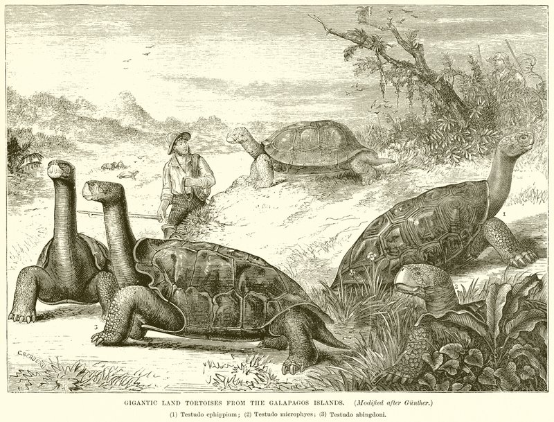 Gigantische landschildpadden van de Galapagos-eilanden door English School