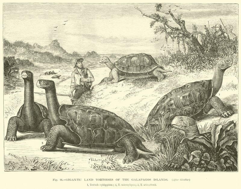 Gigantische landschildpadden van de Galapagos-eilanden door English School
