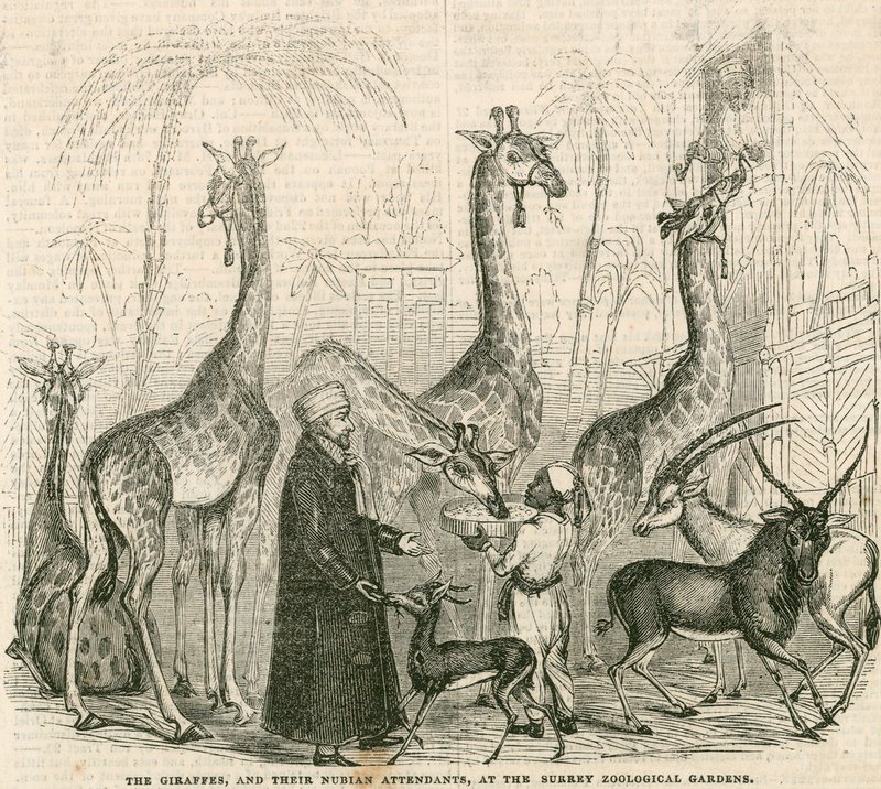 Giraffen en hun Nubische begeleiders in de Surrey Zoological Gardens, Londen door English School