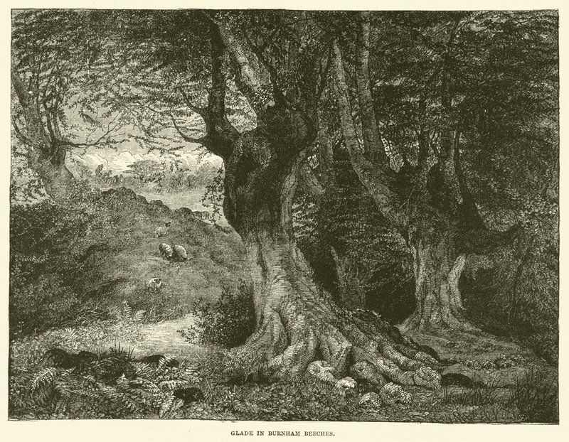 Glade in Burnham Beeches (gravure) door English School
