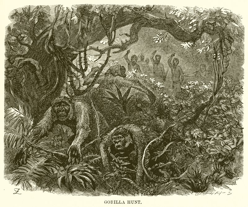 Gorillajacht door English School