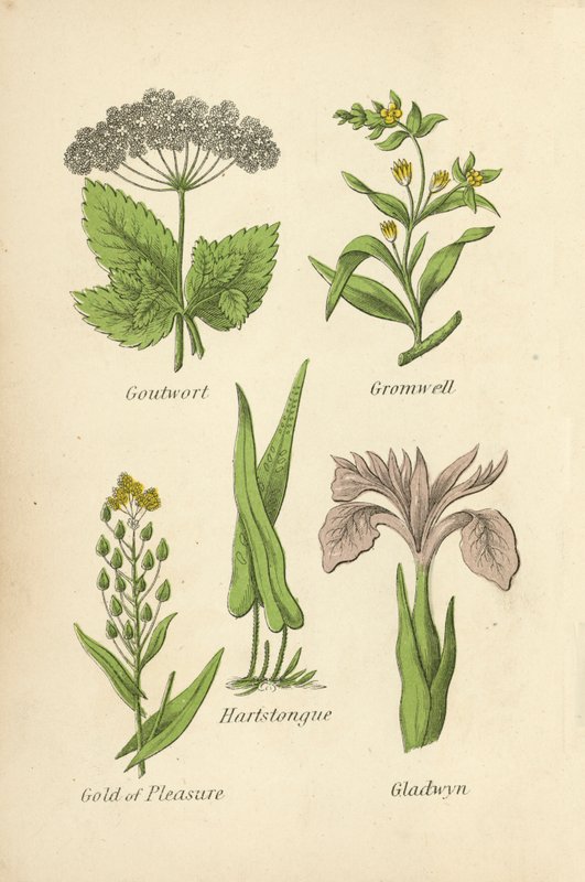 Zevenblad, Gromwell, Hartstongue, Gold of Pleasure, Gladwyn door English School