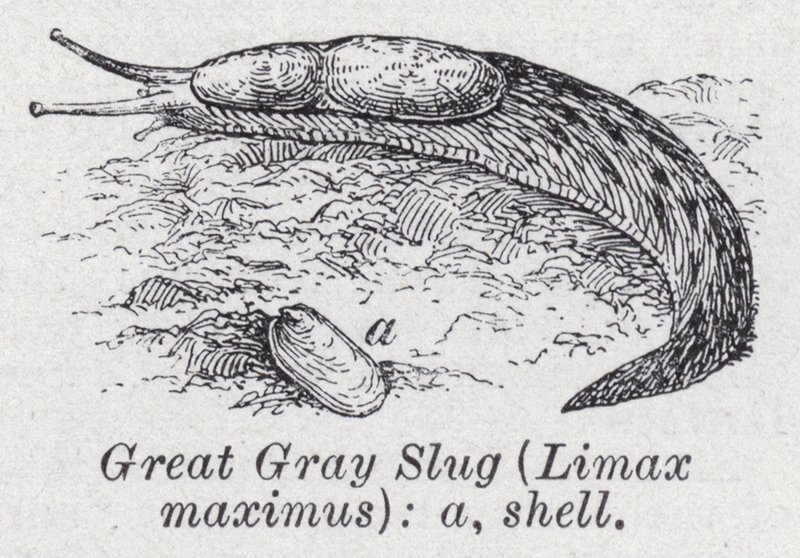 Grote grijze naaktslak, Limax maximus door English School