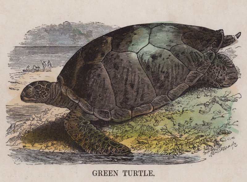 Groene schildpad (gekleurde gravure) door English School