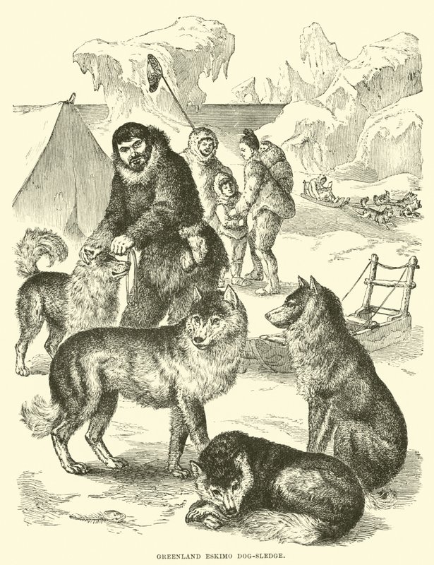 Groenlandse Eskimo hondenslee door English School