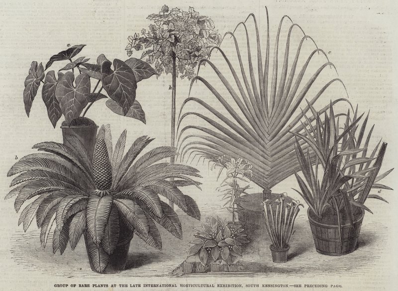 Groep van Zeldzame Planten op de Laatste Internationale Tuinbouwtentoonstelling, South Kensington door English School