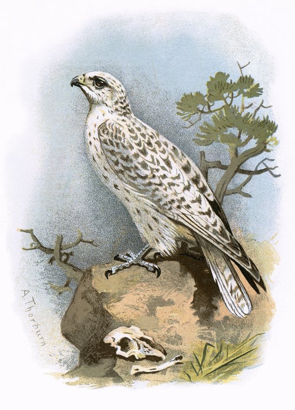 Gier-Falcon door English School