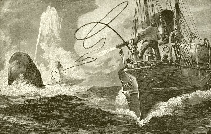 Een walvis harpoeneren vanaf een stoomboot door English School
