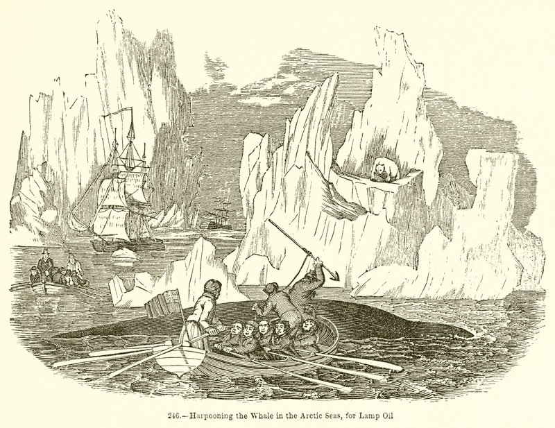 Harpoeneren van de Walvis in de Arctische Zeeën, voor Lampolie door English School