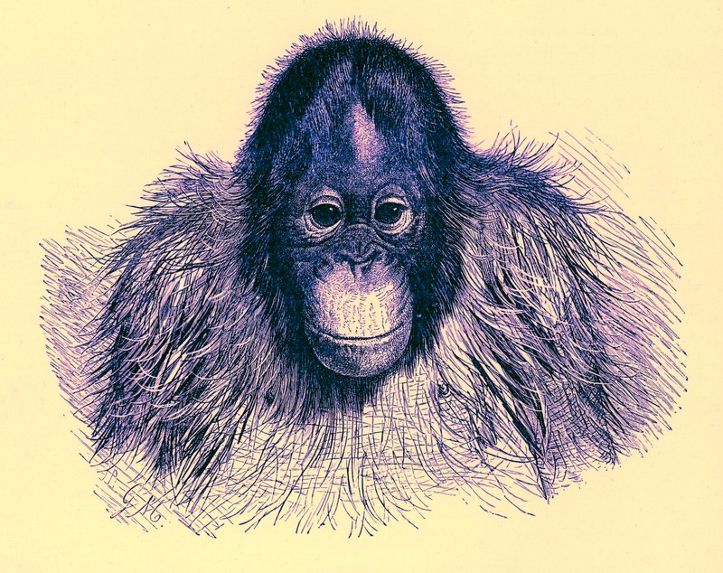 Hoofd van orang-oetan, illustratie uit The Royal Natural History, gepubliceerd 1896 door English School