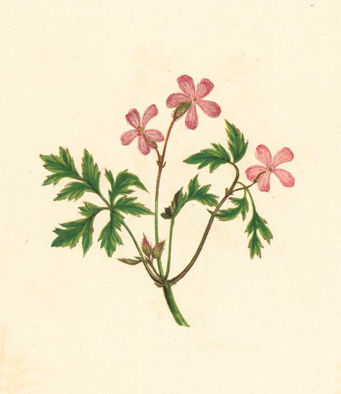 Robertskruid, of Arme Robin, Geranium Robertianum door English School