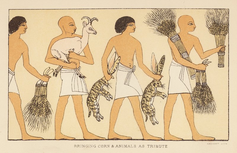 Herodotus: Graan en dieren brengen als eerbetoon door English School