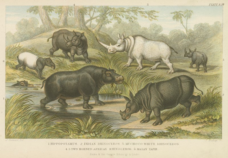 Nijlpaard, neushoorn en tapir door English School