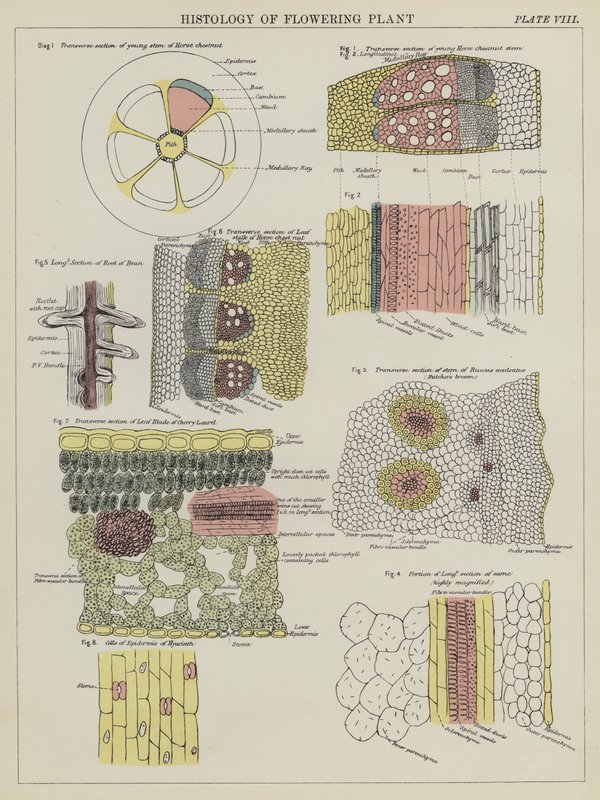 Histologie van bloeiende plant door English School