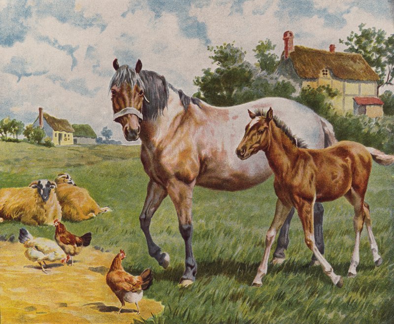 Paard en veulen, schapen en kippen door English School