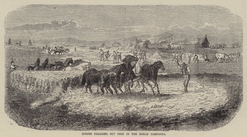 Paarden die graan uitrijden in de Romeinse Campagna (gravure) door English School