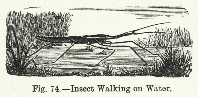 Insect dat op Water loopt door English School