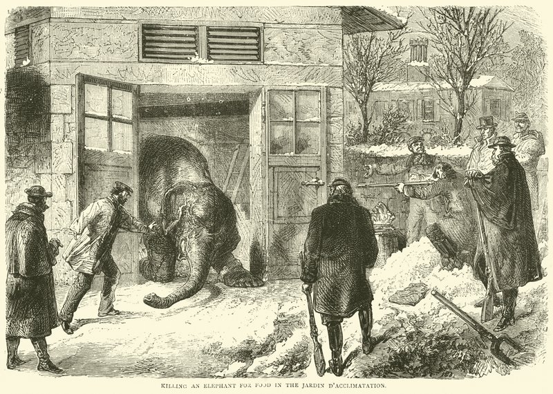 Een olifant doden voor voedsel in de Jardin d