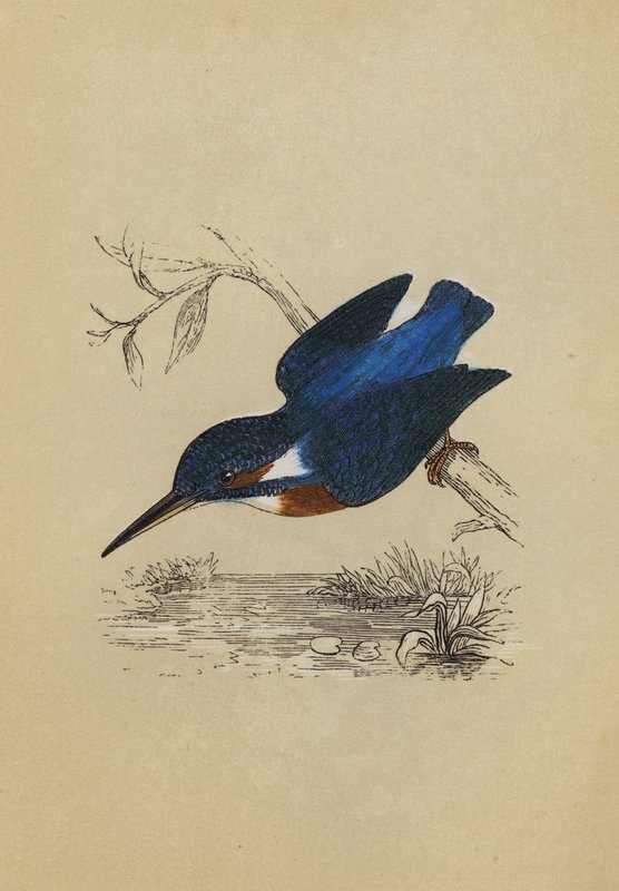 IJsvogel door English School