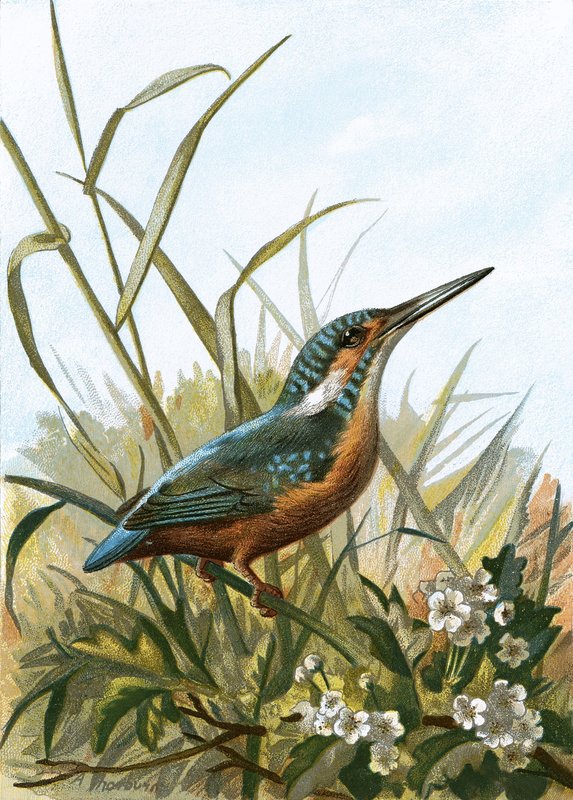 IJsvogel door English School