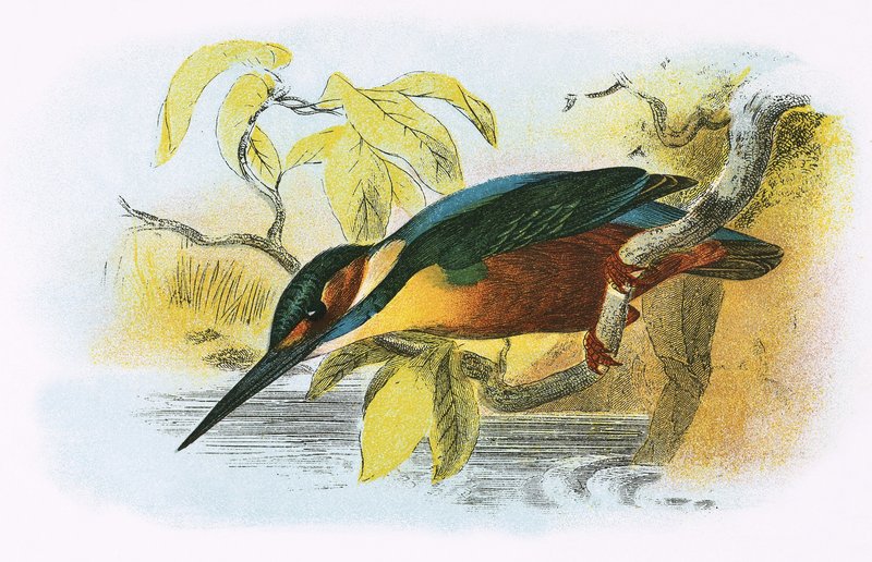 IJsvogel door English School