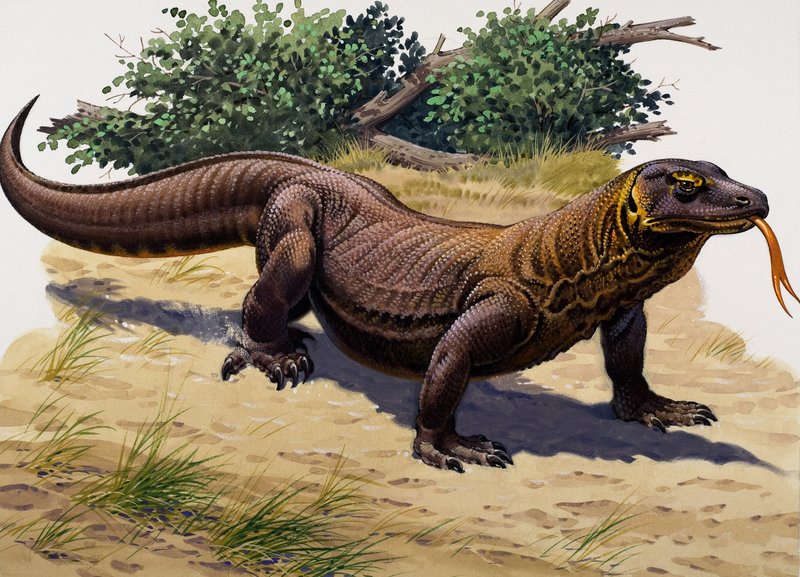 Komodovaraan (gouache op papier) door English School