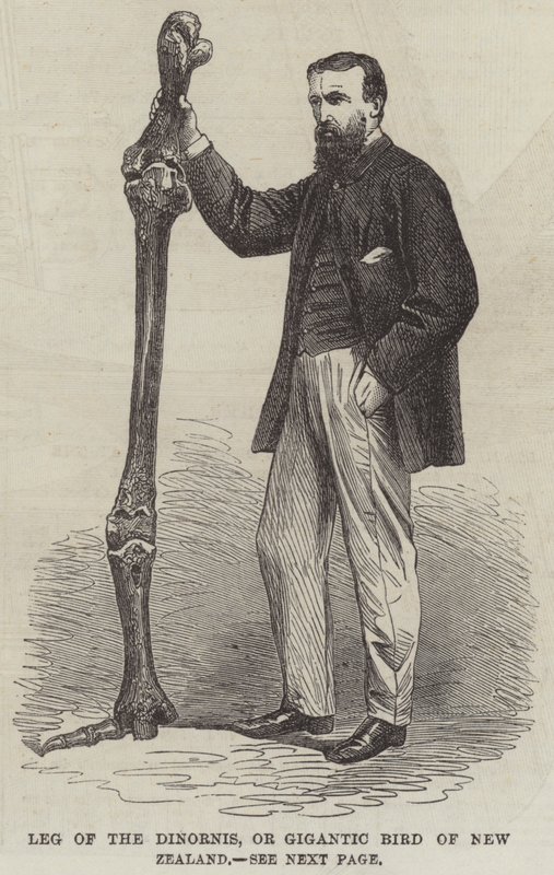 Poot van de Dinornis, of Gigantische Vogel van Nieuw-Zeeland door English School