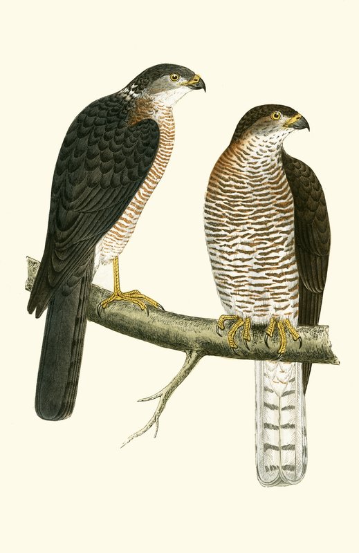 Levant Sperwer, illustratie uit 