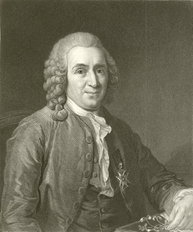 Linnaeus door English School