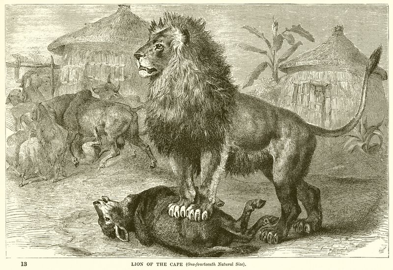 Leeuw van de Kaap door English School