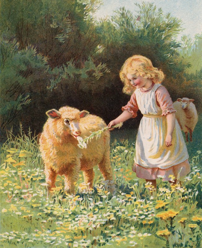 Klein meisje dat een bloem aan een schaap voert in een weide door English School