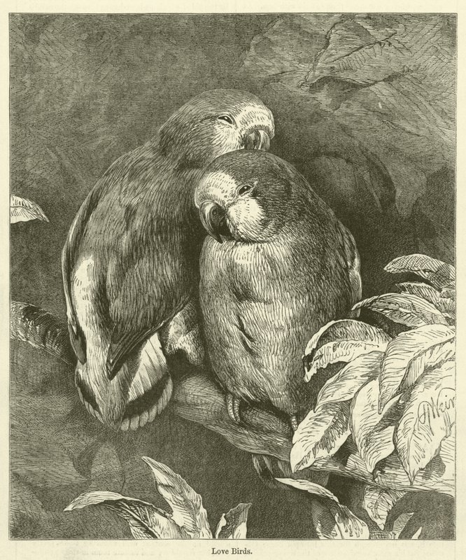 Liefdesvogels (gravure) door English School