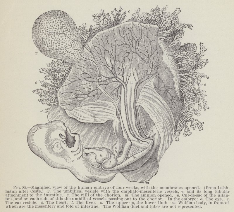 Vergrote weergave van het menselijke embryo van vier weken, met de membranen geopend door English School