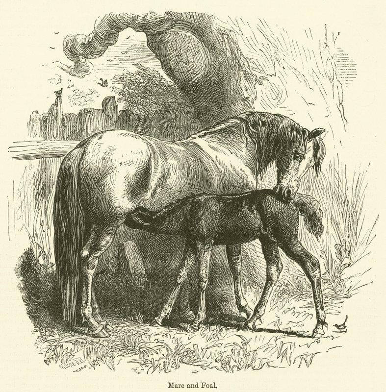 Merrie en veulen (gravure) door English School