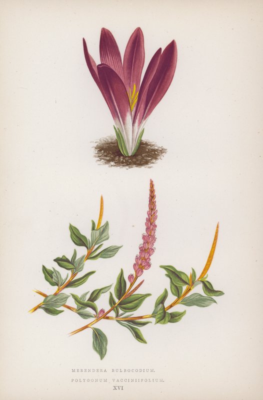 Merendera Bulbocodium; Polygonum Vaccinifolium door English School