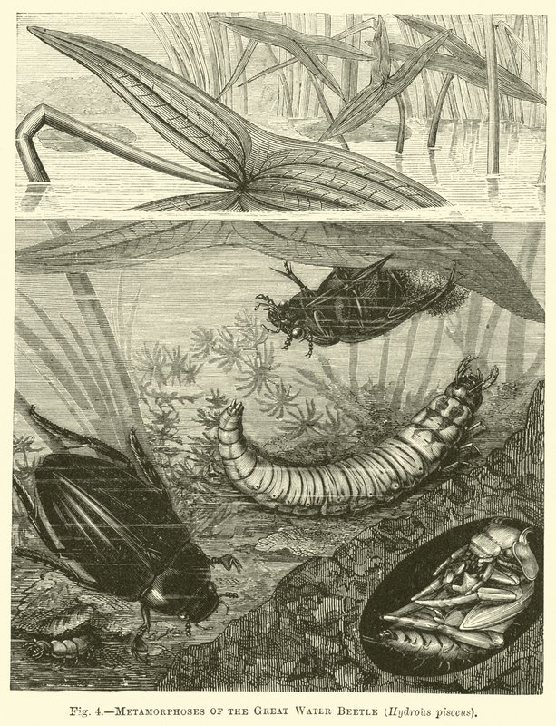 Metamorfoses van de Grote Waterkever, Hydrous pisceus door English School