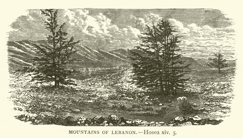 Bergen van Libanon, Hosea, xiv, 5 (gravure) door English School