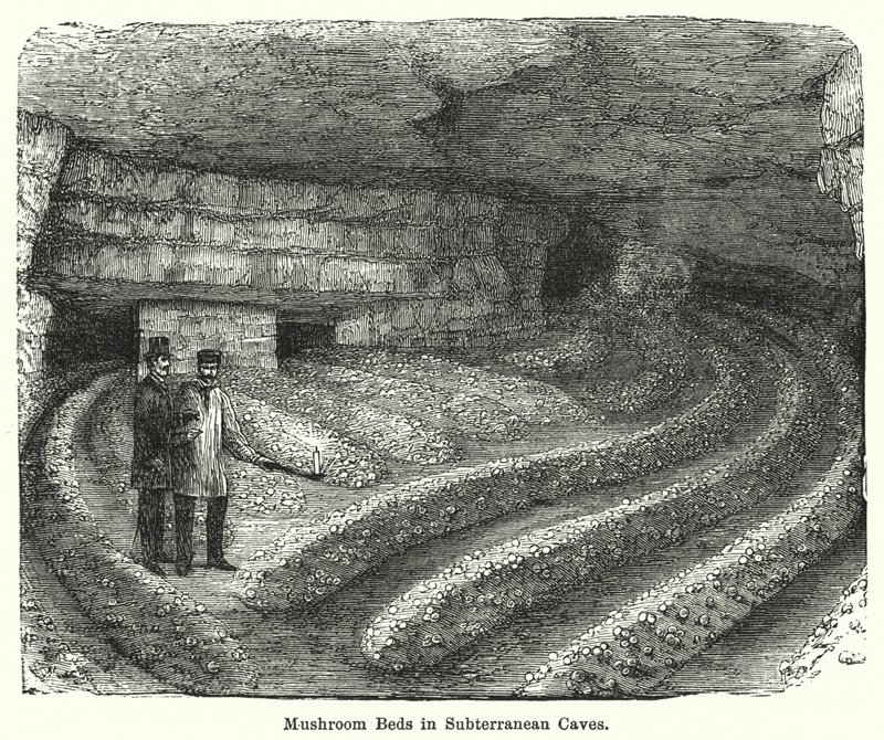 Paddenstoelenbedden in ondergrondse grotten (gravure) door English School