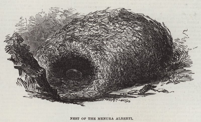 Nest van de Menura Alberti door English School