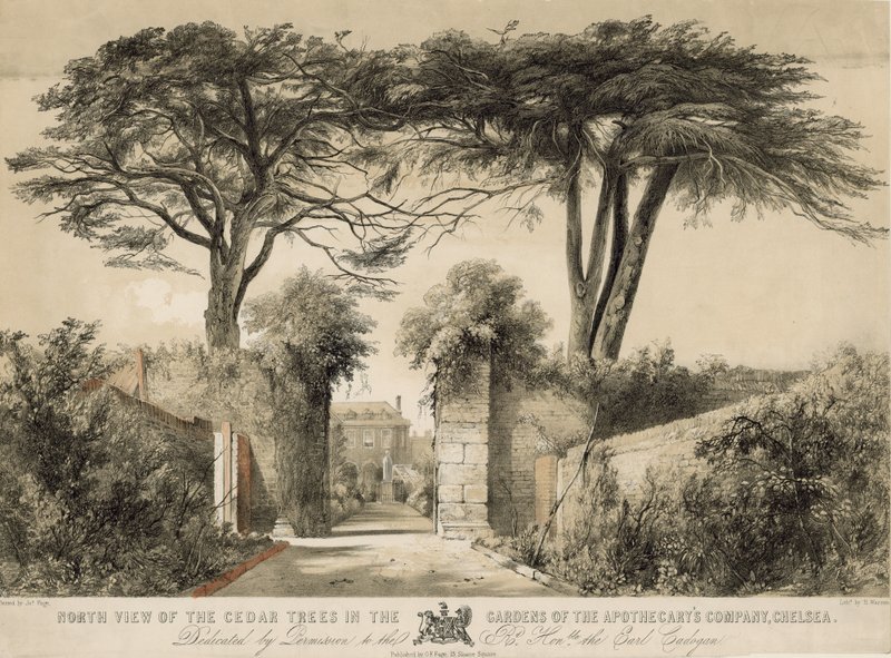 Noordelijk uitzicht op de cederbomen in de tuinen van de Apothekersmaatschappij, Chelsea, Londen door English School