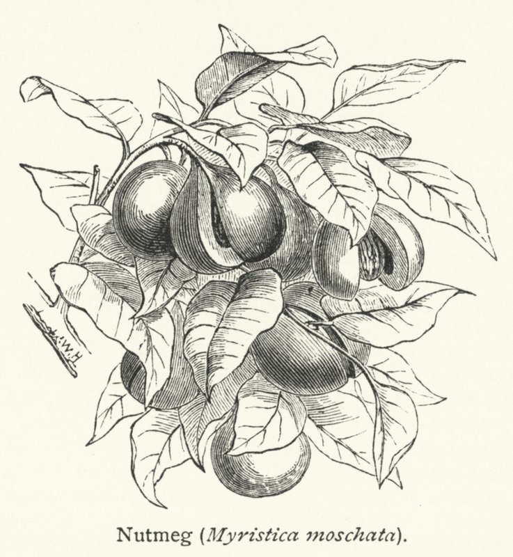 Nutmeg (Myristica moschata) (engraving) door English School