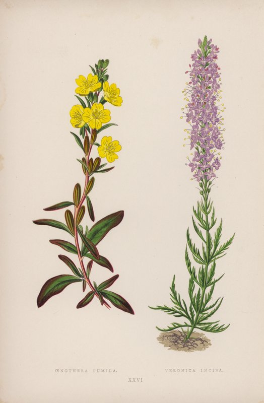 Oenothera Pumila; Veronica Incisa (kleur litho) door English School